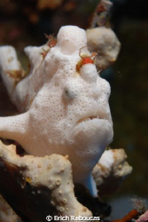 Juvenile Frogfish.
70's style red fringe : )
Jackson Re... by Erich Reboucas 